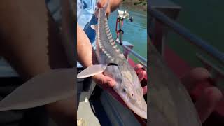 Little Baby Sturgeon Are So Cute