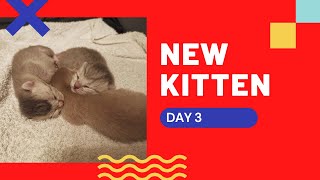 NEW KITTEN DAY 3 (British Shorthair Cat) by Sky Cat 35 views 2 years ago 4 minutes, 27 seconds