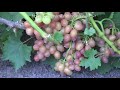 Сорта винограда Розовая ультра 2017