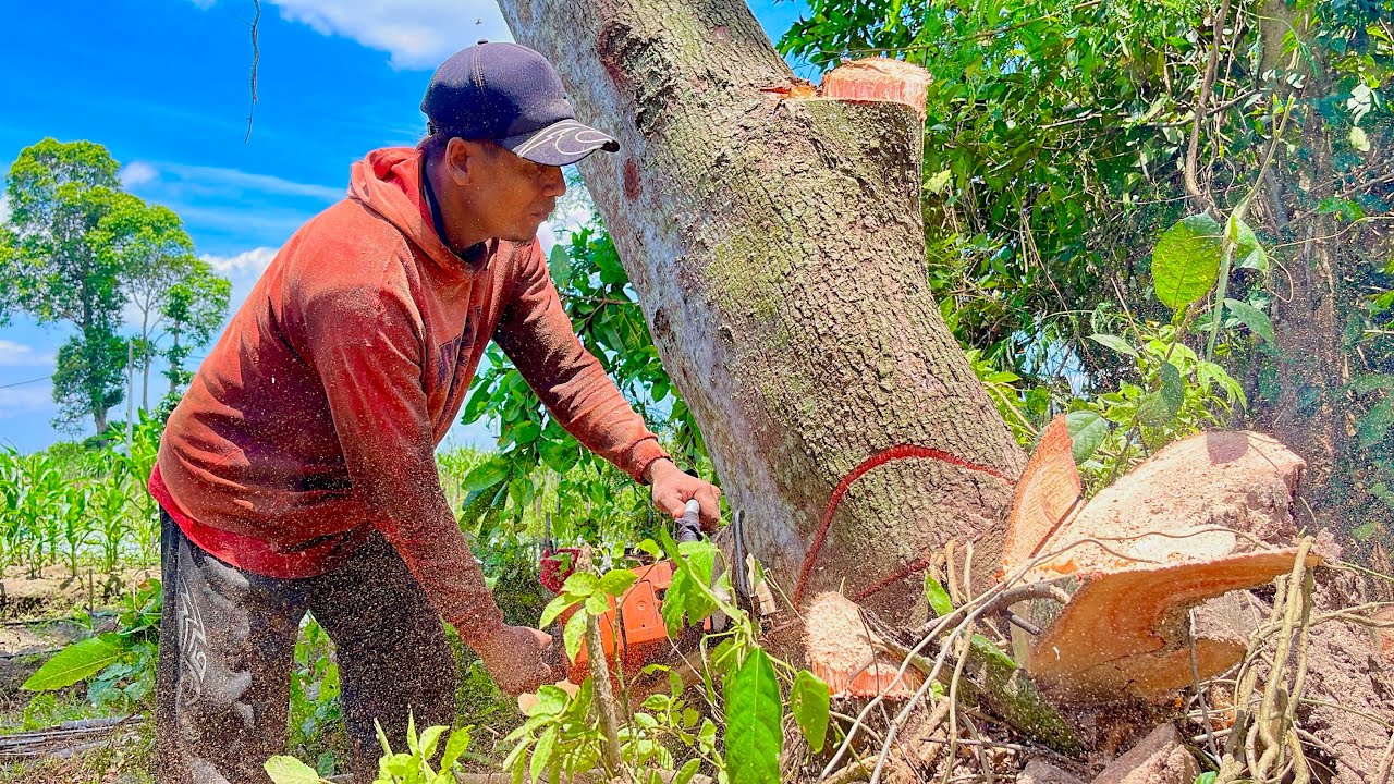 Courage Alone Isn't Enough! Felling a Very Dangerous Leaning Tree ...