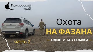 видео: Охота на фазана. Один и без собаки. часть 2 (Pheasant hunting. Solo and without a dog. Part 2) картинка: Охота на фазана. Один и без собаки. часть 2 (Pheasant hunting. Solo and without a dog. Part 2)