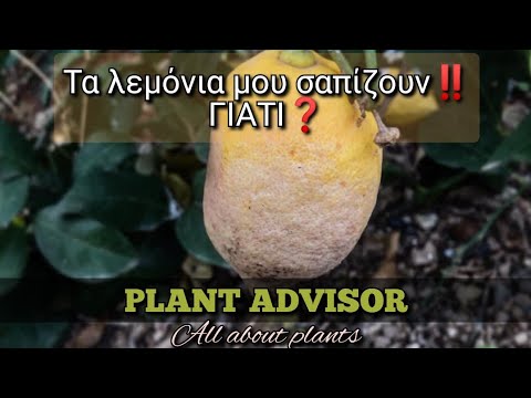Βίντεο: Φρούτα στην παπάγια - Γιατί πέφτει ο καρπός παπάγιας από το δέντρο