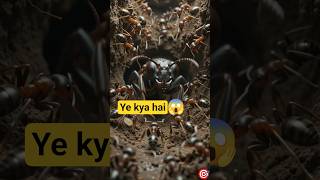 “हमने चींटियों की कॉलोनी के अंदर कैमरा भेजा… 😱 जो दिखा वो यकीन नहीं होगा!” #beefban #shorts