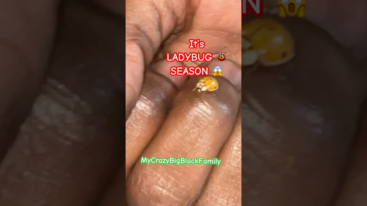 Божья коровка 🐞 