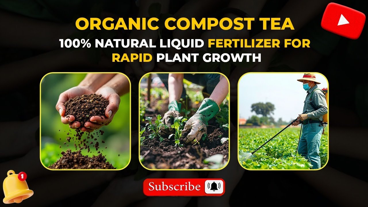 Powerful Compost Tea | 100% Natural Liquid Khad | Boost Plant Growth Fast | Fertilizer Recipe