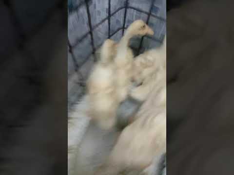 Bebek Di Wc Youtube