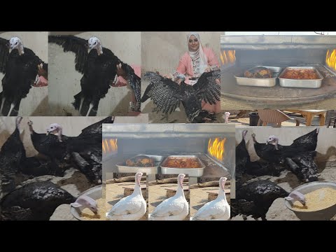 شغلى الحلال يكسر ضهرى بس ميكسرش عينى الرومى فضحنا وعايز يطيرعند الجيران لازم اعمل كده والغدا عالسطح