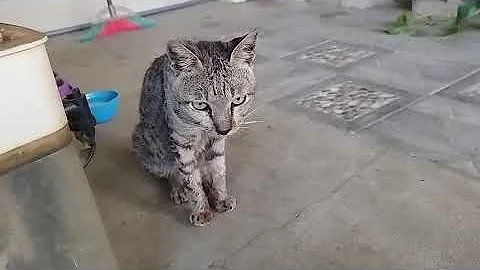 🐈Sad Looking Cat Gets Adopted And Purrs For The First Time Ever🐱
