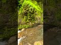 Tiger 🐅 fall #trending #hindisong #viralvideo #mountains #scorpiolover #enjoylife #youtubeshorts