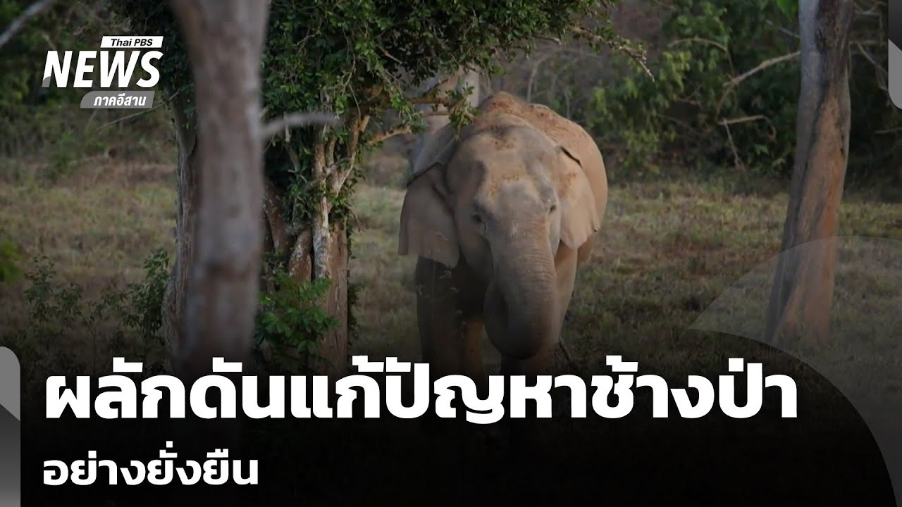 ผลักดันแก้ปัญหาช้างป่าอย่างยั่งยืน | จับตารอบทิศ | 6 มี.ค.69