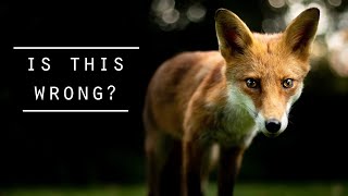 Wildlife Photography in the city - Foxes