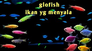 Mengenal ikan glofish || dan tip  memelihara ikan glofish