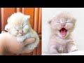 Cute baby animals Videos Compilation cute moment of the animals - Funny Pets Part 8