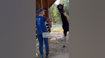 I love this little old lady. #equestrian #horsetrick #positivereinforcement