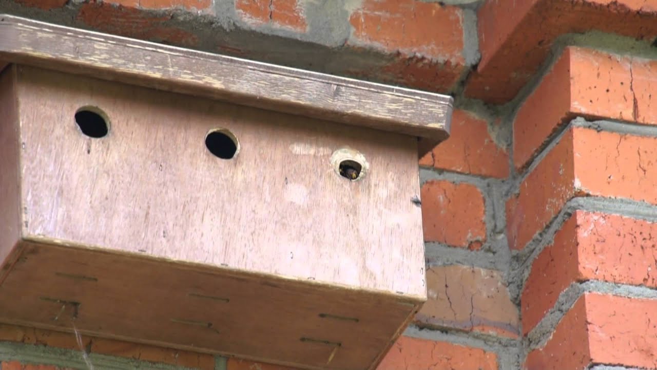 Гнездо шершней. Nest of hornets - YouTube