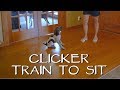 Clicker Train Your Puppy To Sit - Part 1 - Upland Bird Dog Training Clicker Train Your Puppy To Sit - Part 1 - Upland Bird Dog Training