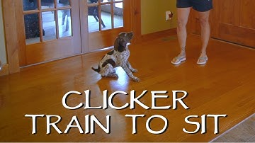 Clicker Train Your Puppy To Sit - Part 1 - Upland Bird Dog Training