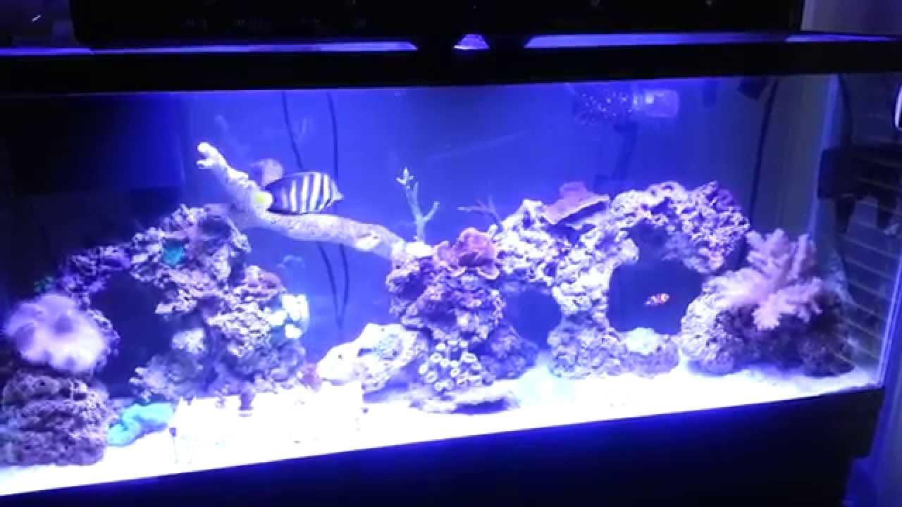 tank-update-55-gallon-reef-youtube