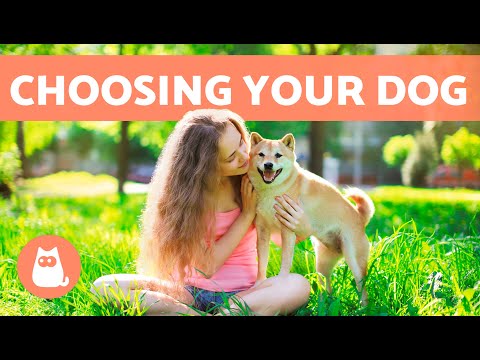 Videó: Elfogadja a tökéletes háziállat családjához: Szakértői tippek a jó kutya kiválasztásához