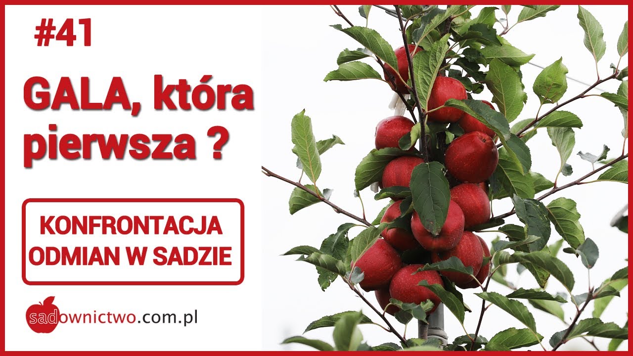 #41 - Zbiory jabłek 2021 - GALA, która pierwsza ?