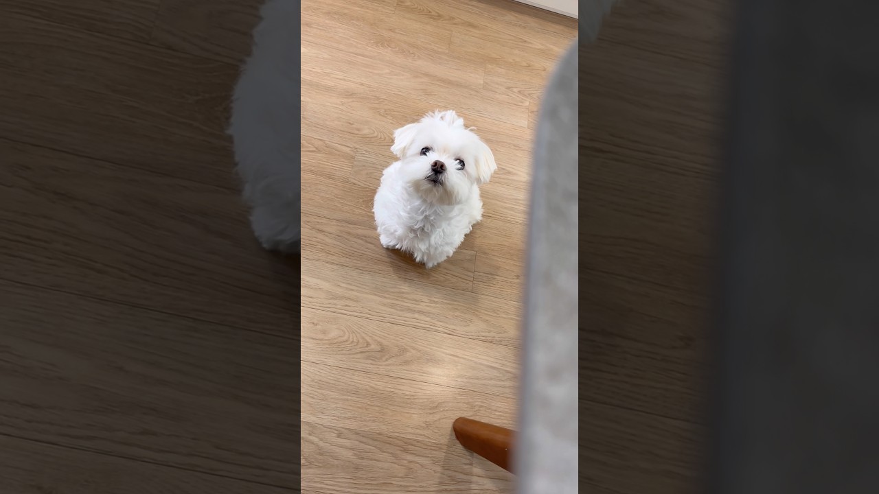 재롱이 잘 있어요