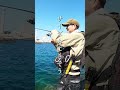 春のシャローでデカイカ釣ったどー #shorts #エギング #釣り