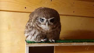 How little owls and locusts idle. Yuinya is hunting.