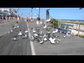 Seagulls fighting over a slice of pizza on the boardwalk in Ocean City,NJ