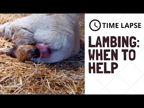 Video: Může ovce po obahnění vyhřeznout?