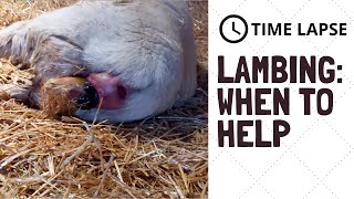 Dorper Sheep Lambing: WHEN TO STEP IN AND HELP! (Time Lapse)