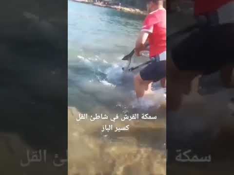 قرش في الشواطئ الجزائرية الجزائر أخبار الجزائر