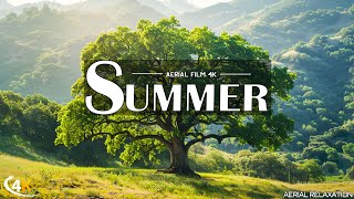 Cool Summer Ambience - Relax under the Summer Trees In the Forest - Restores the nervous system