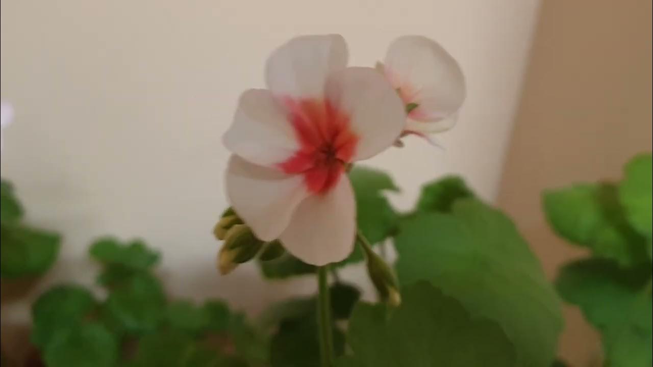 Яичные лотки на огороде. Плитка мозаика на жидкие гвозди. Можно ли сажать на клей. Кладка пеноблока на клей. Жидкие гвозди для потолочного плинтуса.