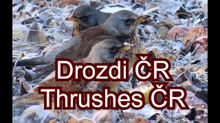 1988. Drozdi ČR, Thrushes ČR #birds #birdwatching #thrushes