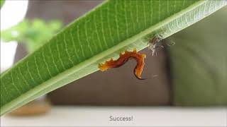 Van Life Living - Where the Wind goes - nikothenomad - Spotted Oleander Caterpillar Molting Oleander Caterpillar Moth