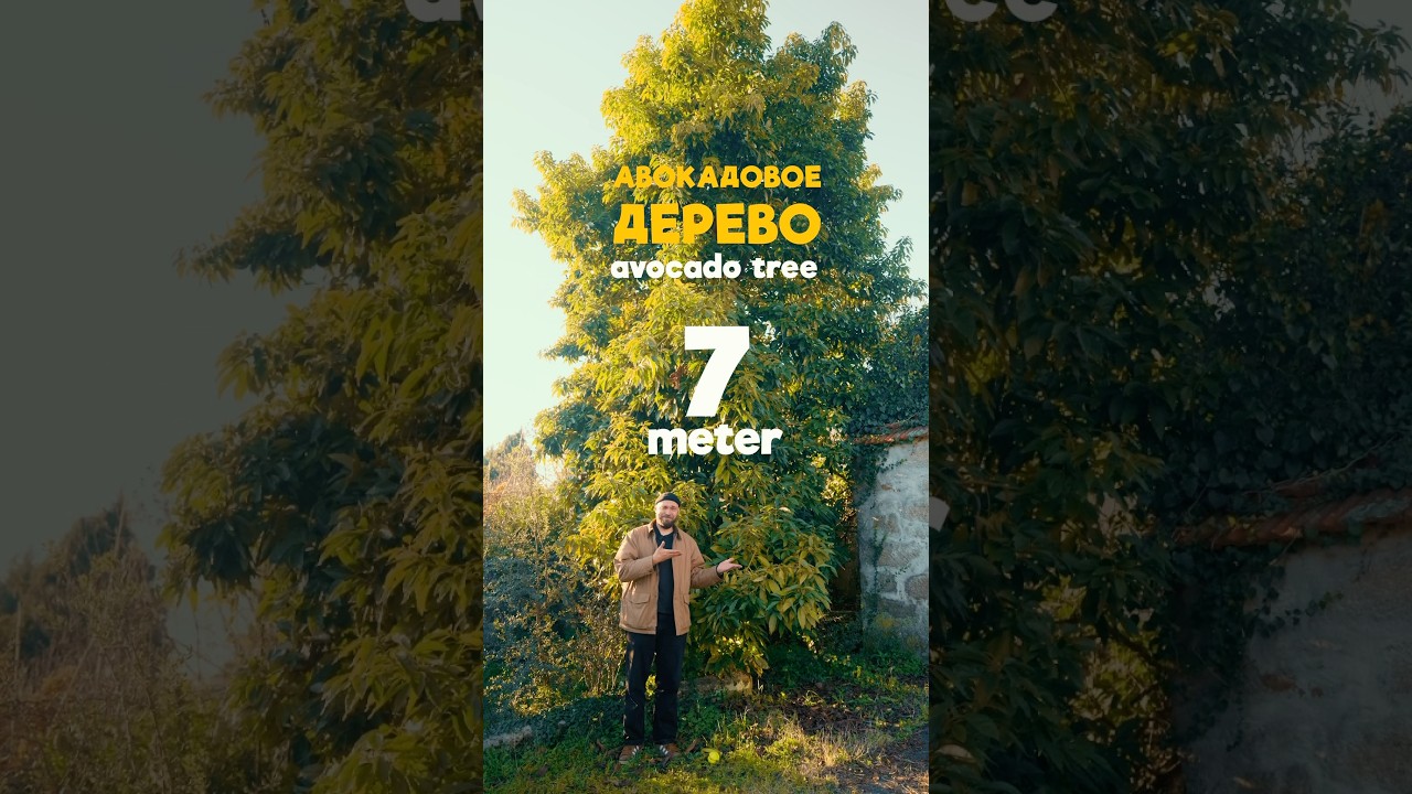 Мы купили ГИГАНТСКИЙ АВОКАДО! Это ШОК! 