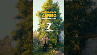 Мы купили ГИГАНТСКИЙ АВОКАДО! Это ШОК! #keydom2 #дерево #реконструкция #дом #португалия