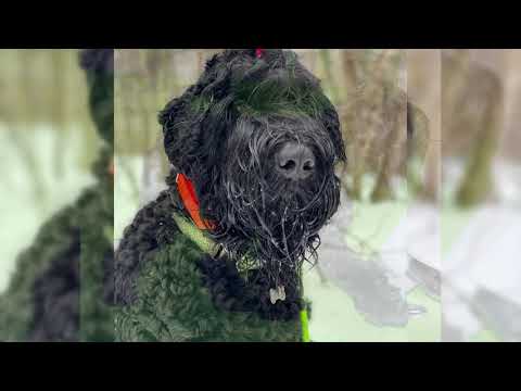 Video: Raza De Perro Black Russian Terrier Hipoalergénico, Salud Y Vida útil
