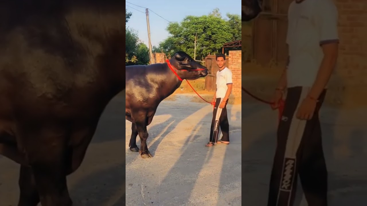 Super Murrah Bull top breed 🏅😍🏆👑