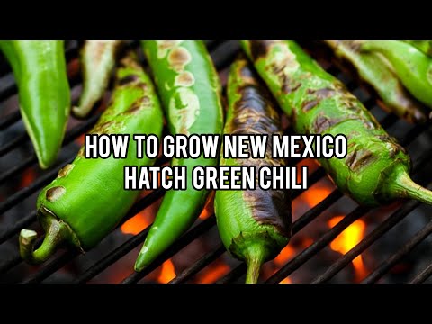 Video: Vše, Co Potřebujete Vědět O New Mexico Green Chiles