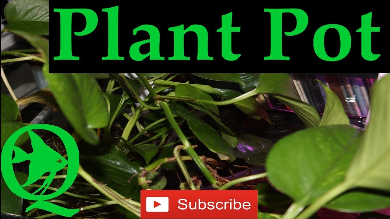 fish fam youtube Pothos Plant Pot DIY For Your Aquariums Filtration