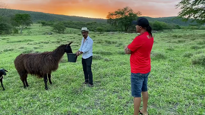 TIRINGA E AS LHAMAS NA FAZENDA CAJÁ | COMÉDIA SELVAGEM ®