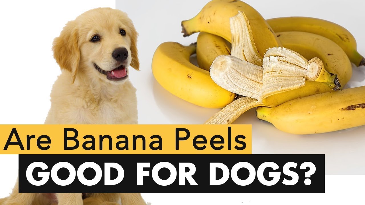 Are Banana Peels Good For Dogs - YouTube