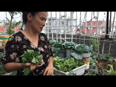 Video Cách trồng cải cuộn, cải kale to lá, chắc bắp của cô... - youtube
