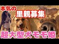 【里親募集】お迎えを待つ大きなお姫さま土佐犬モモちゃん