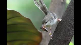 Download Lagu CIBLEK KRISTAL MANGGIL DAN NGEBREN RAPET COCOK UNTUK PANCINGAN MP3