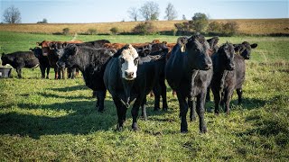 Exploring Rotational Grazing at Meeting Place Organic Farm