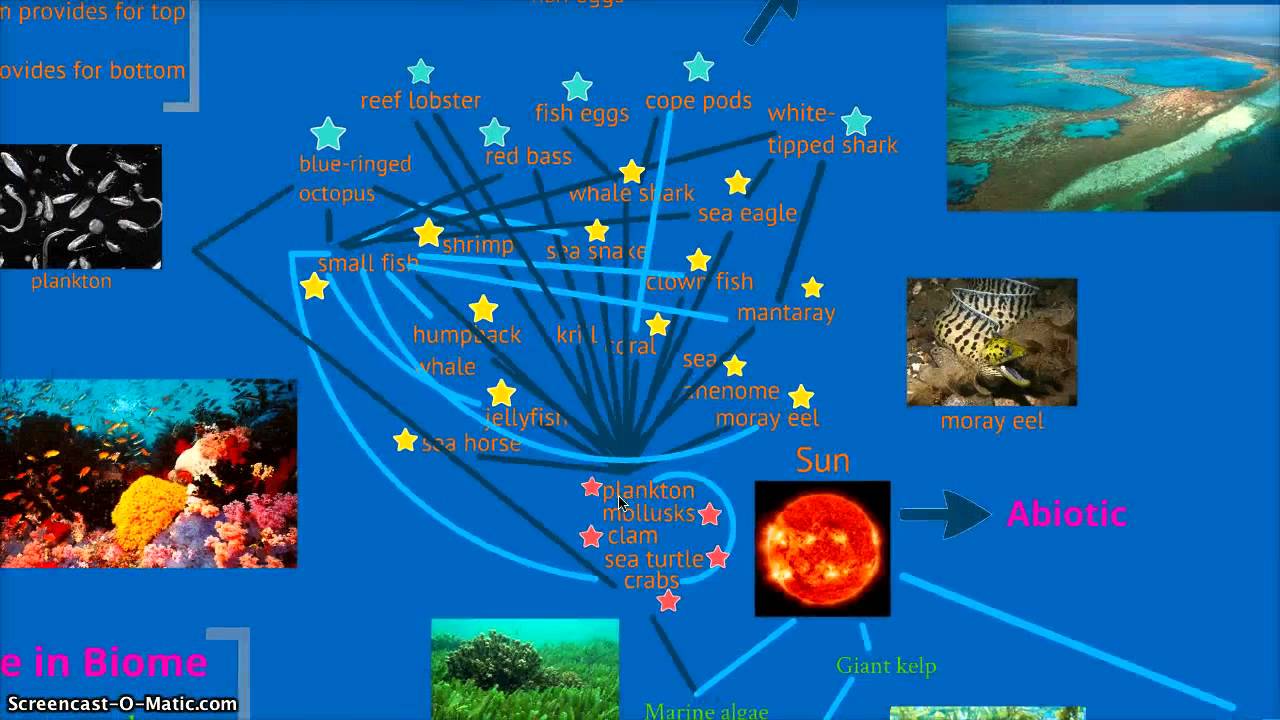 How does a coral reef's food chain work?