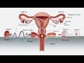 "The Hidden Power Within | Understanding the Female Vagina Anatomy" | Body Arts Anatomy 3D 