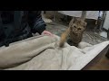 どうしても膝の上で寝たくて子供の様にグズる娘猫